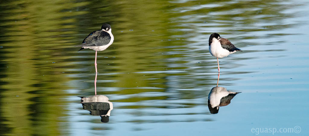 Candeleros Americanos en Lagunas de Oxidación