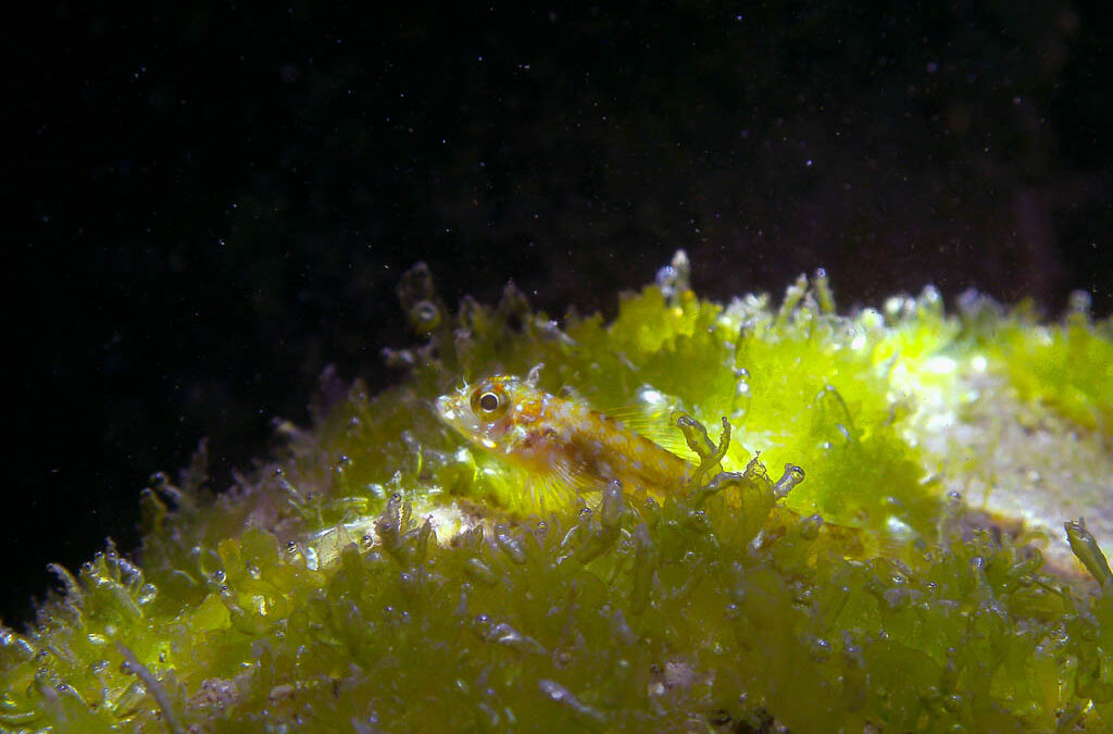 Goby y burbujas