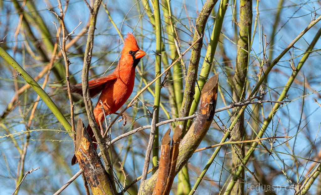 Cardenal norteño cantando