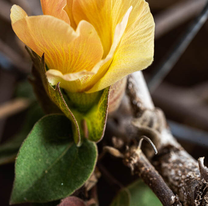 Flor amarilla en tronco