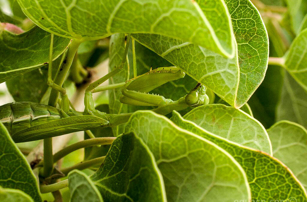 Mantis religiosa oculta en hojas