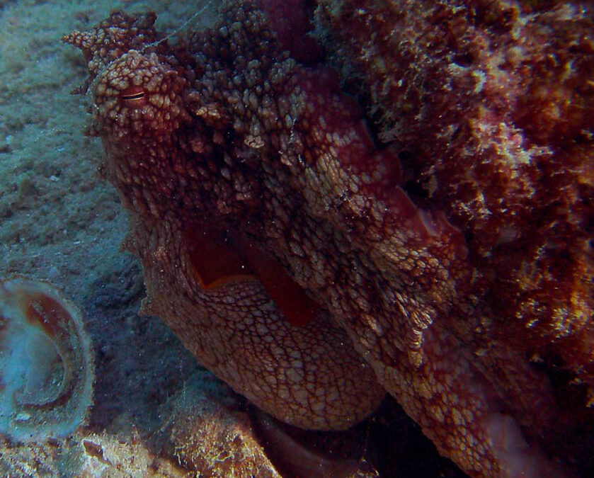 Pulpo en roca