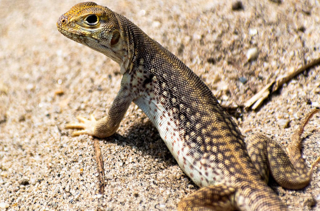 Iguana del Desierto